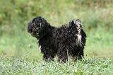 TERRIER DU TIBET 266